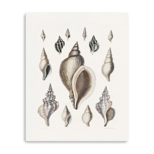 Vintage Shell II Canvas Giclee